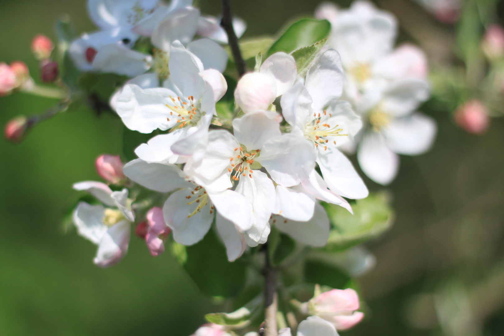 Frühling