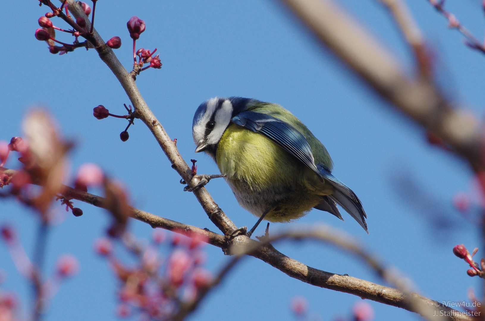 Frühling