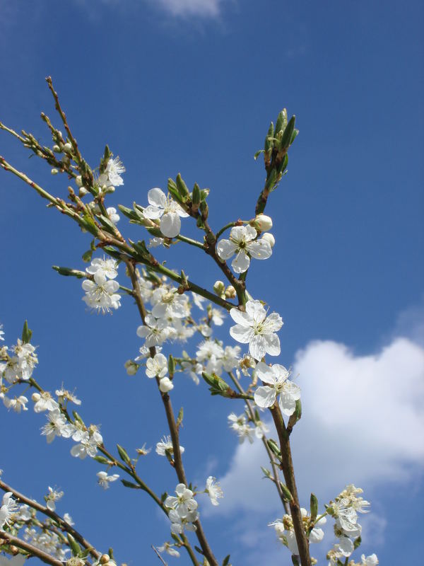 frühling