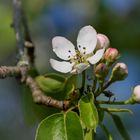 Frühling