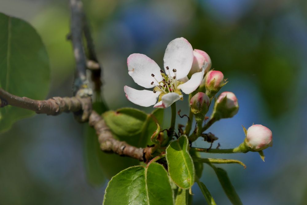 Frühling