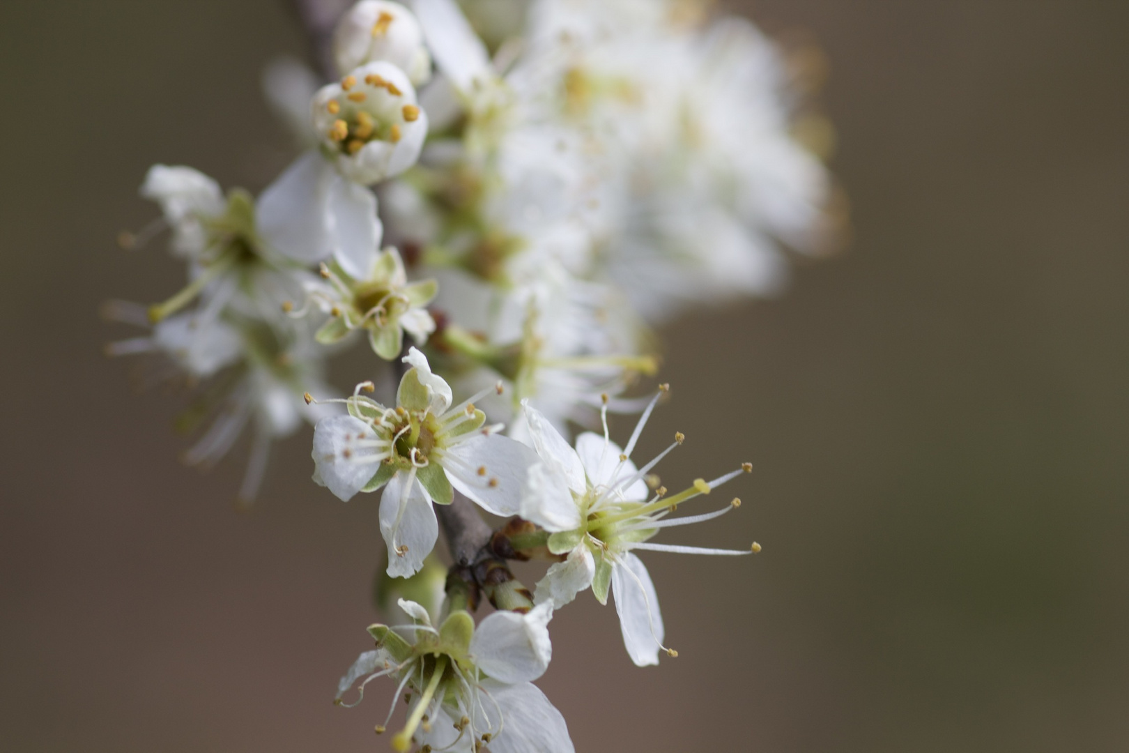 Frühling 