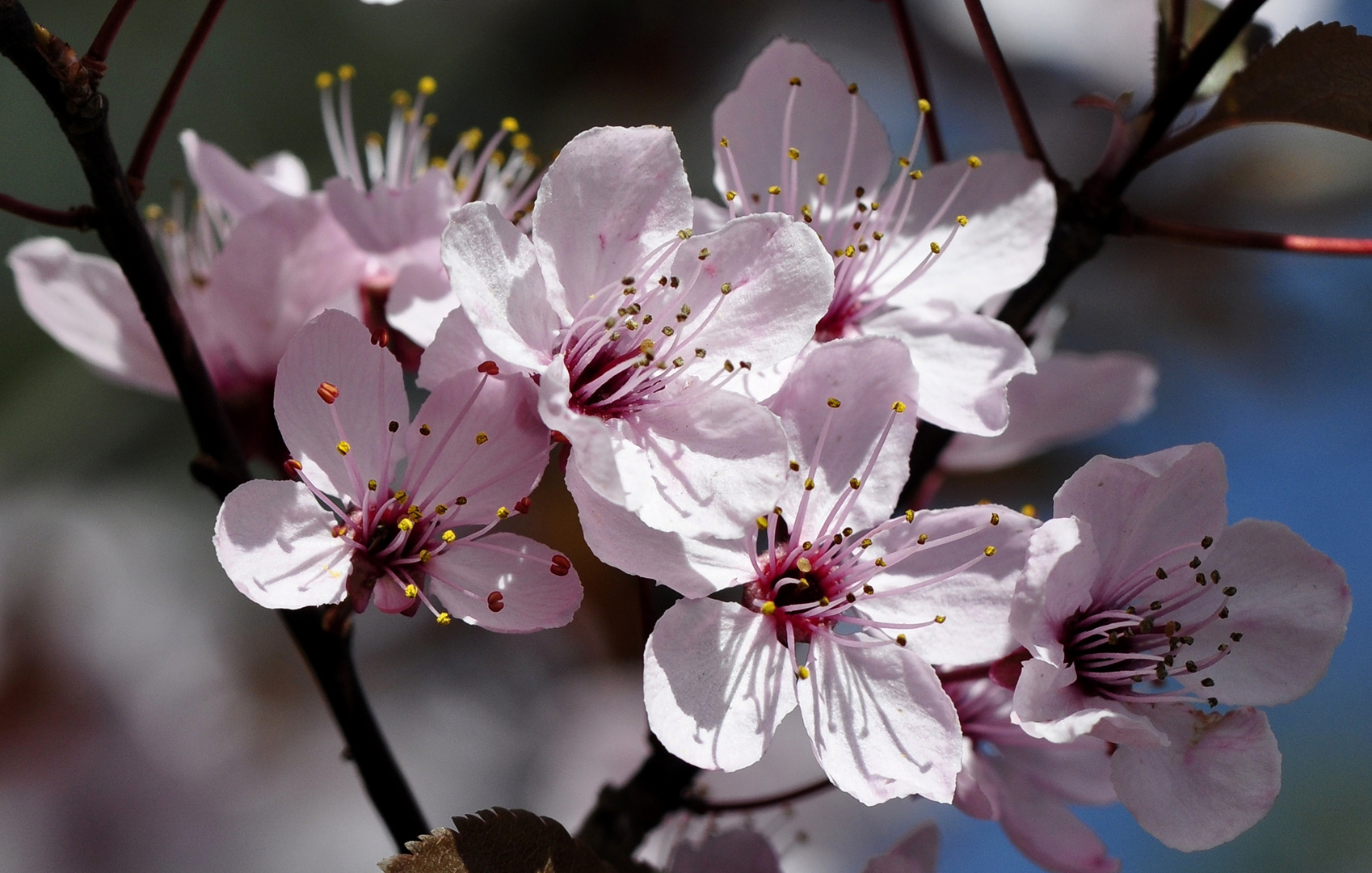 Frühling