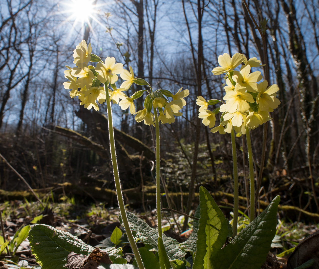 Frühling