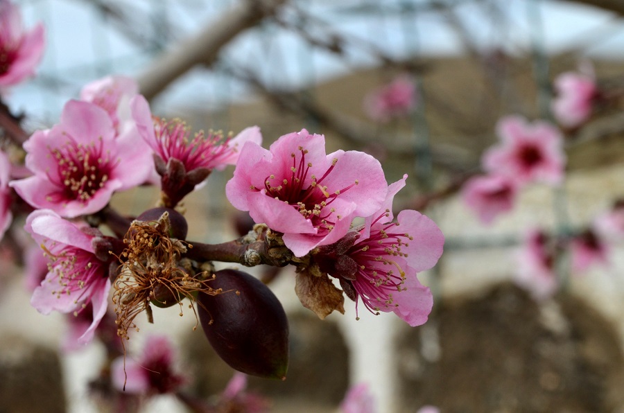 *Frühling*