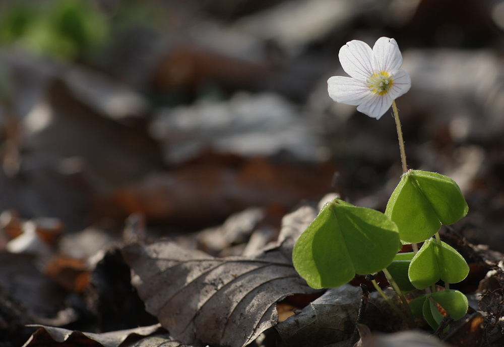 Frühling