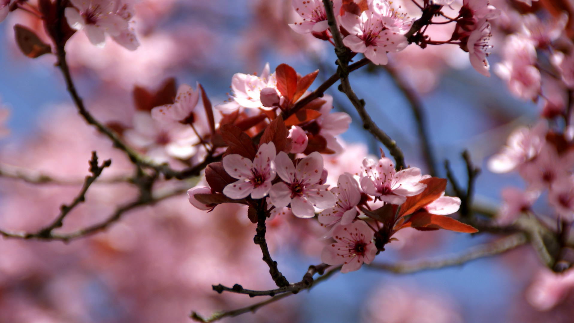 Frühling