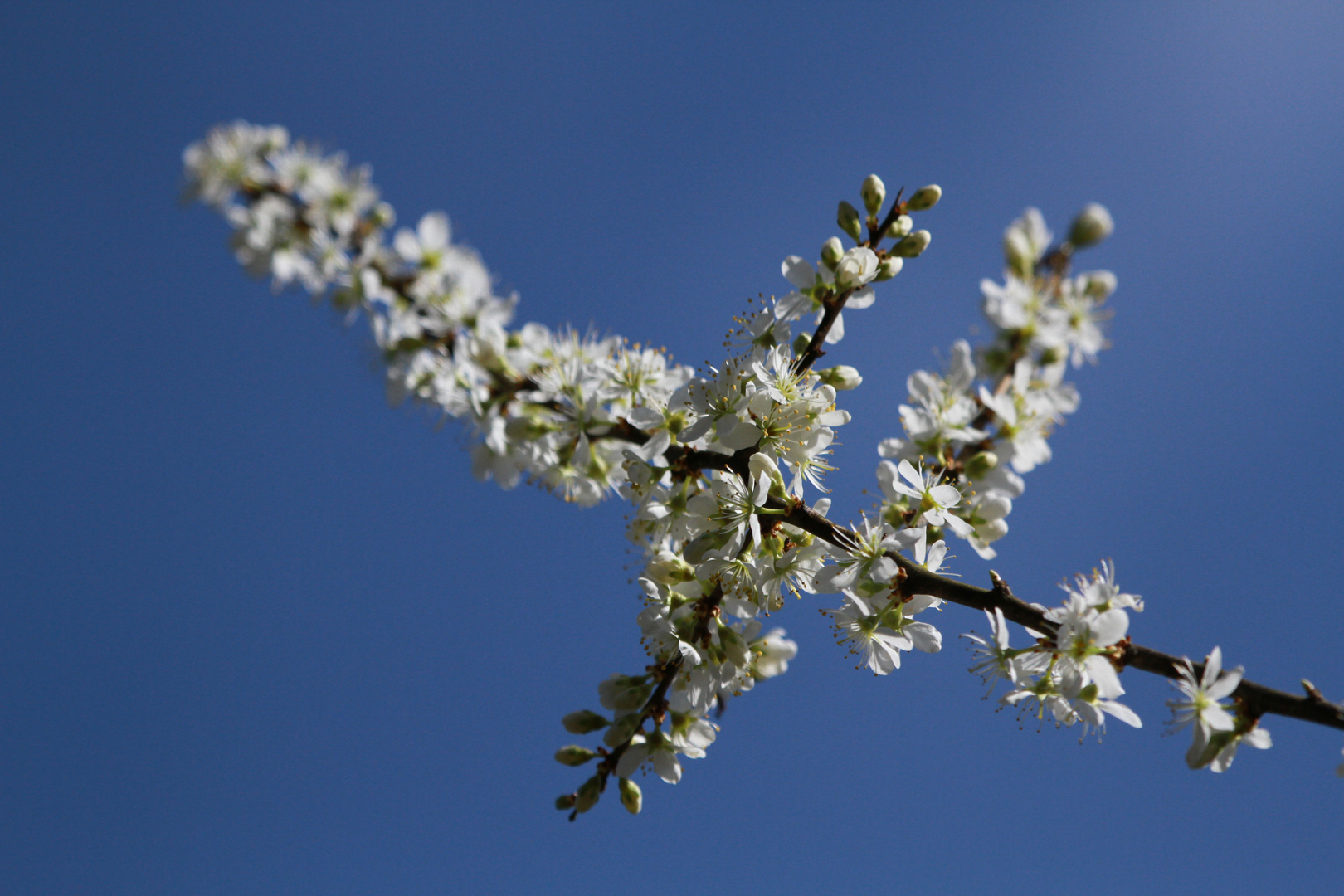 Frühling