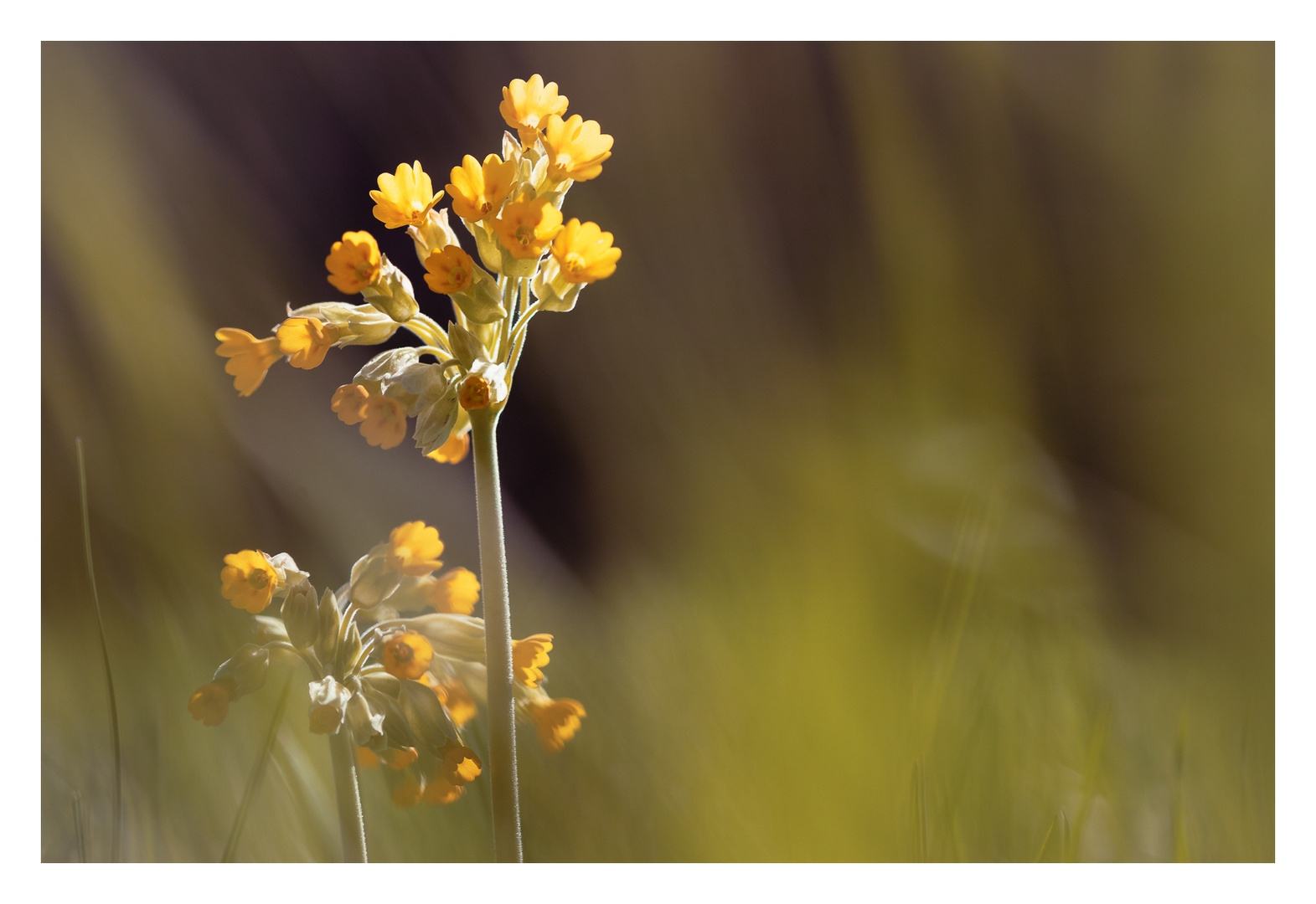 Frühling