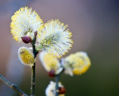 Frühling