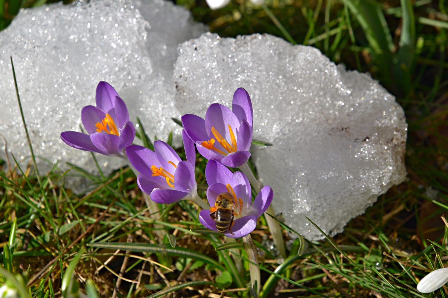 Frühling