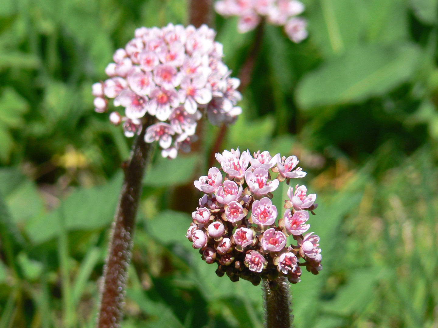 Frühling.............................................