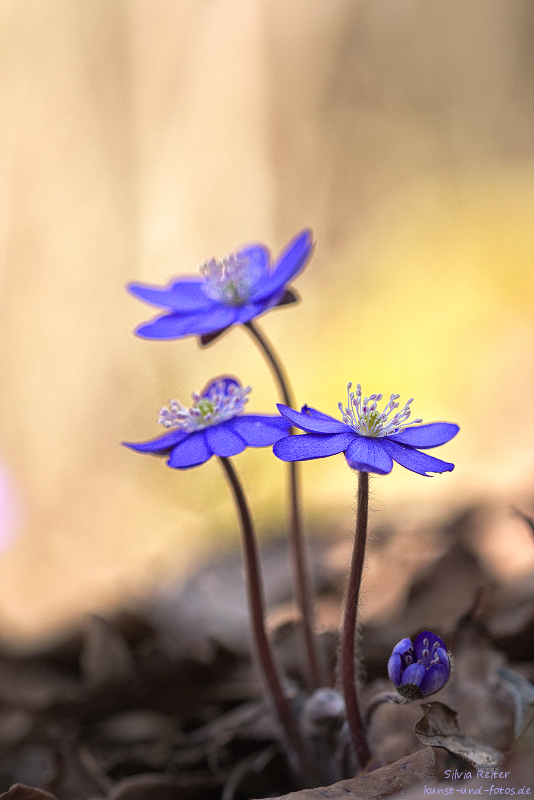 Frühling