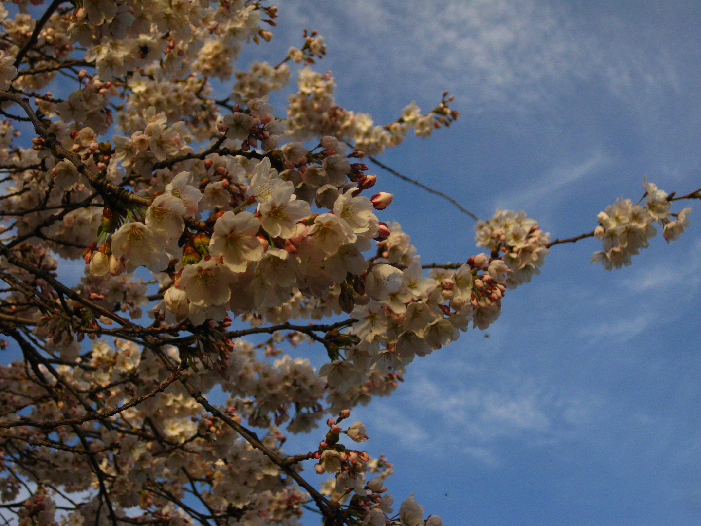 Frühling