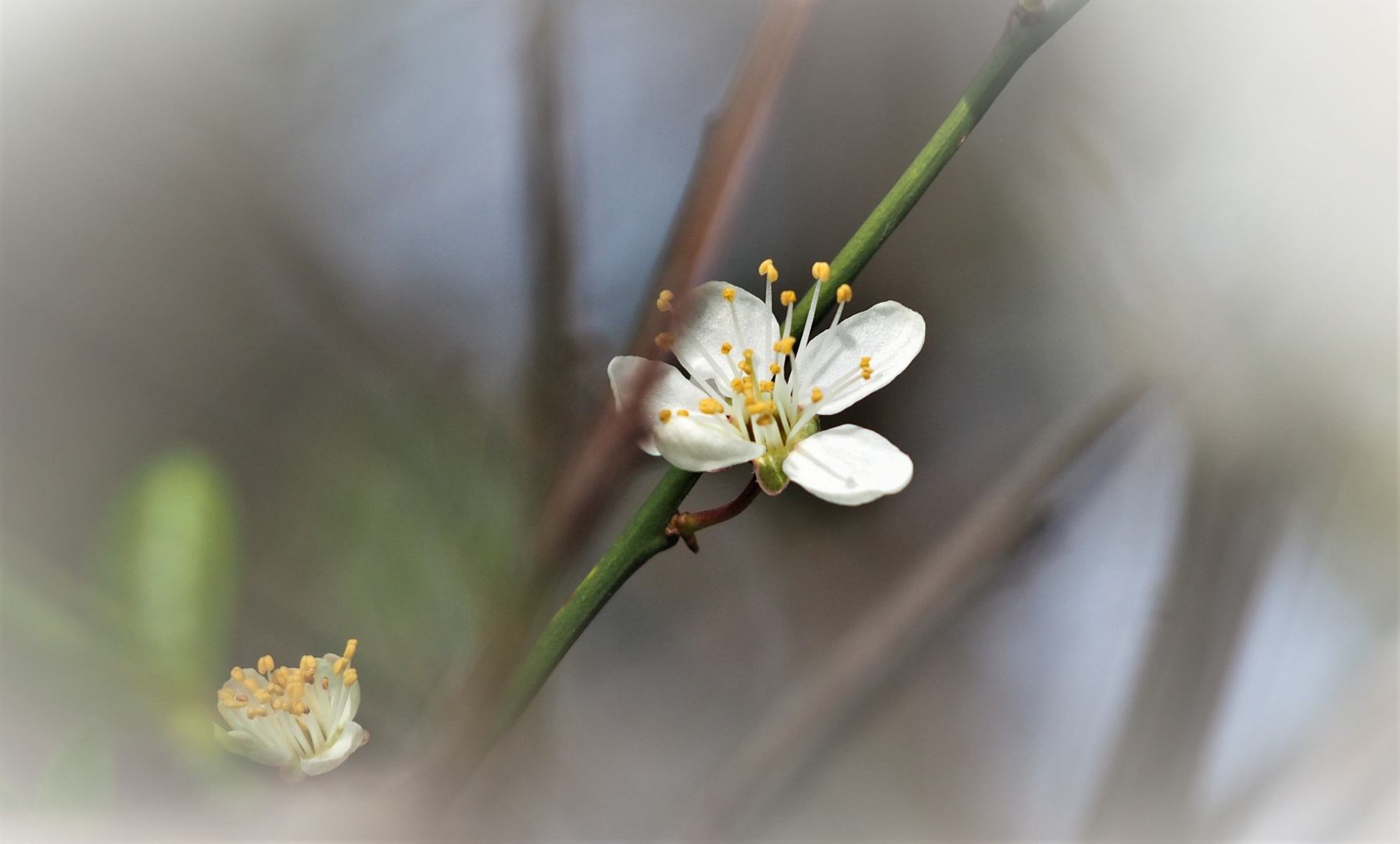 Frühling