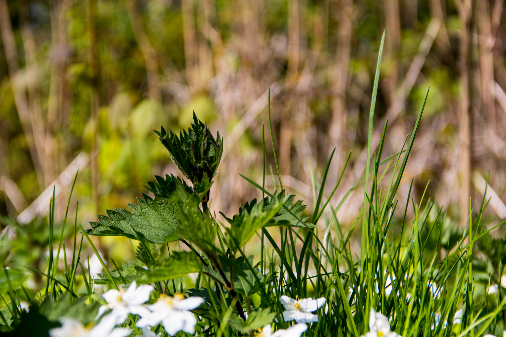 Frühling