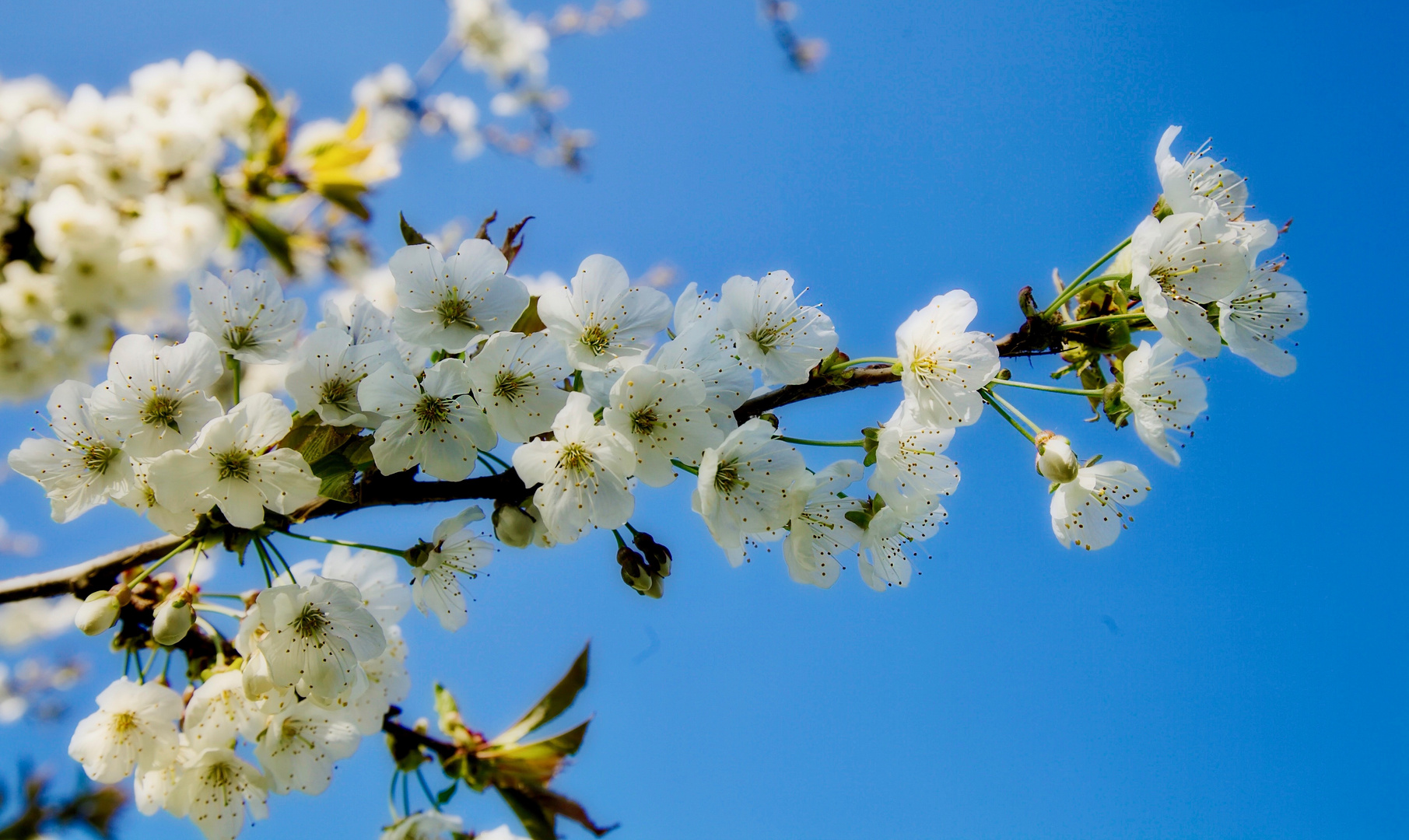 Frühling 