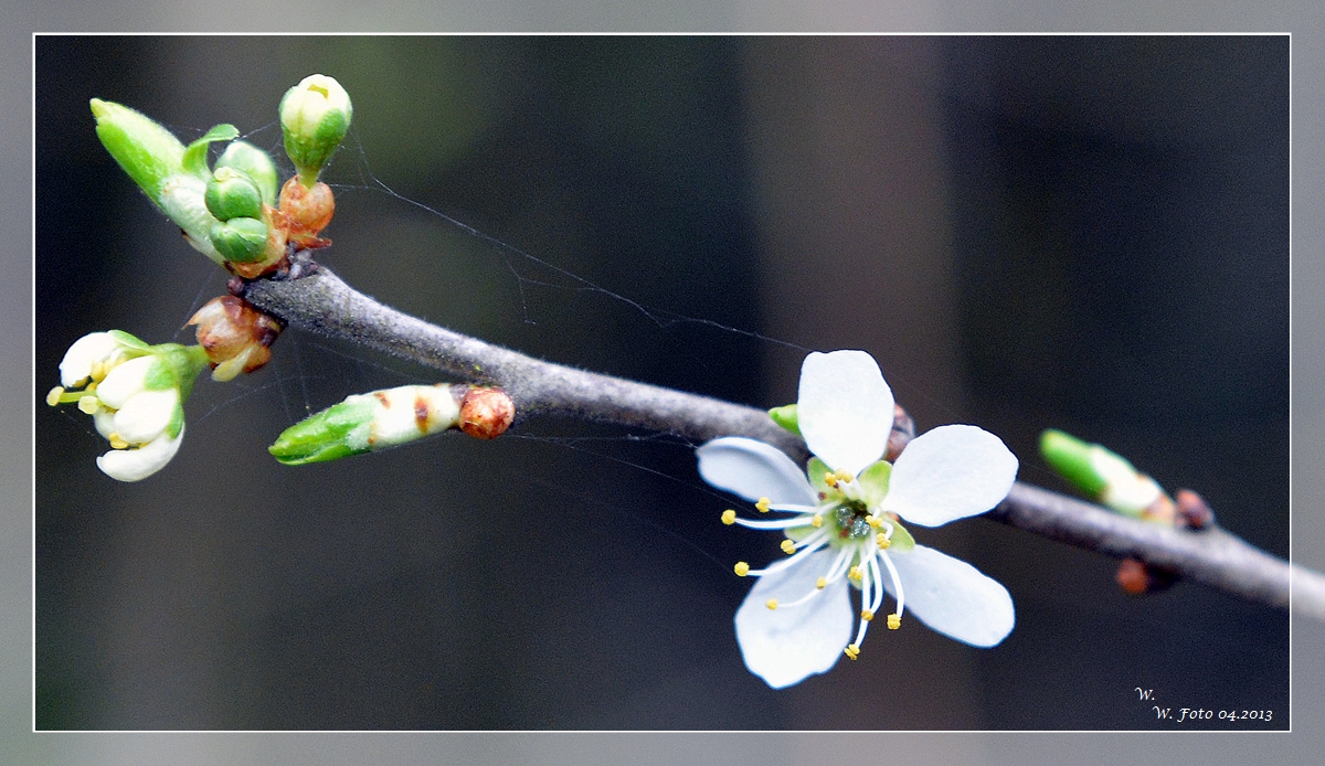 Frühling...