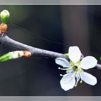 Frühling...