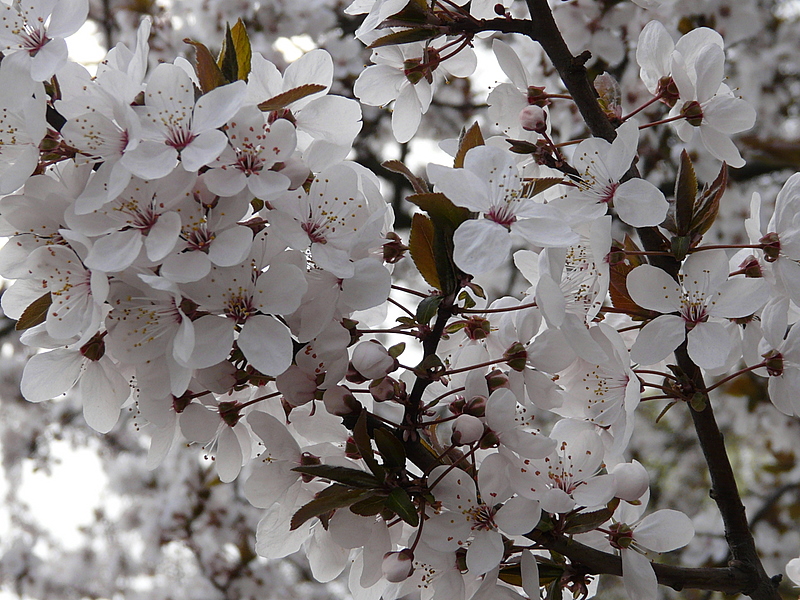 Frühling