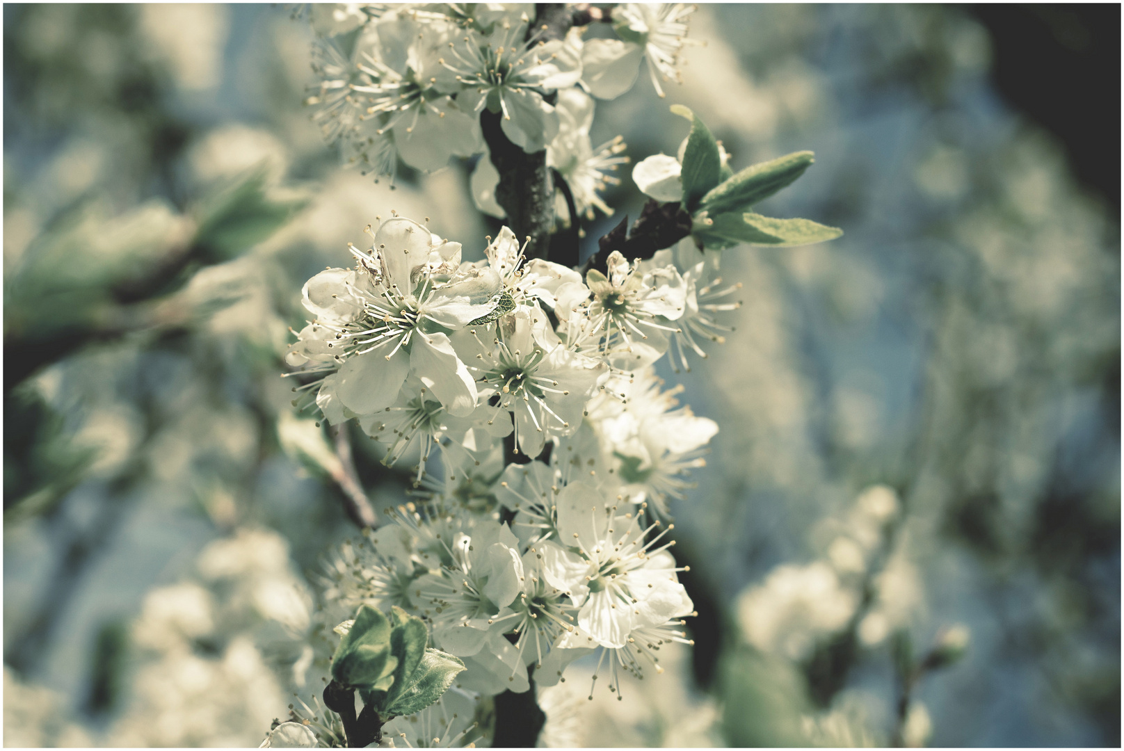 Frühling....