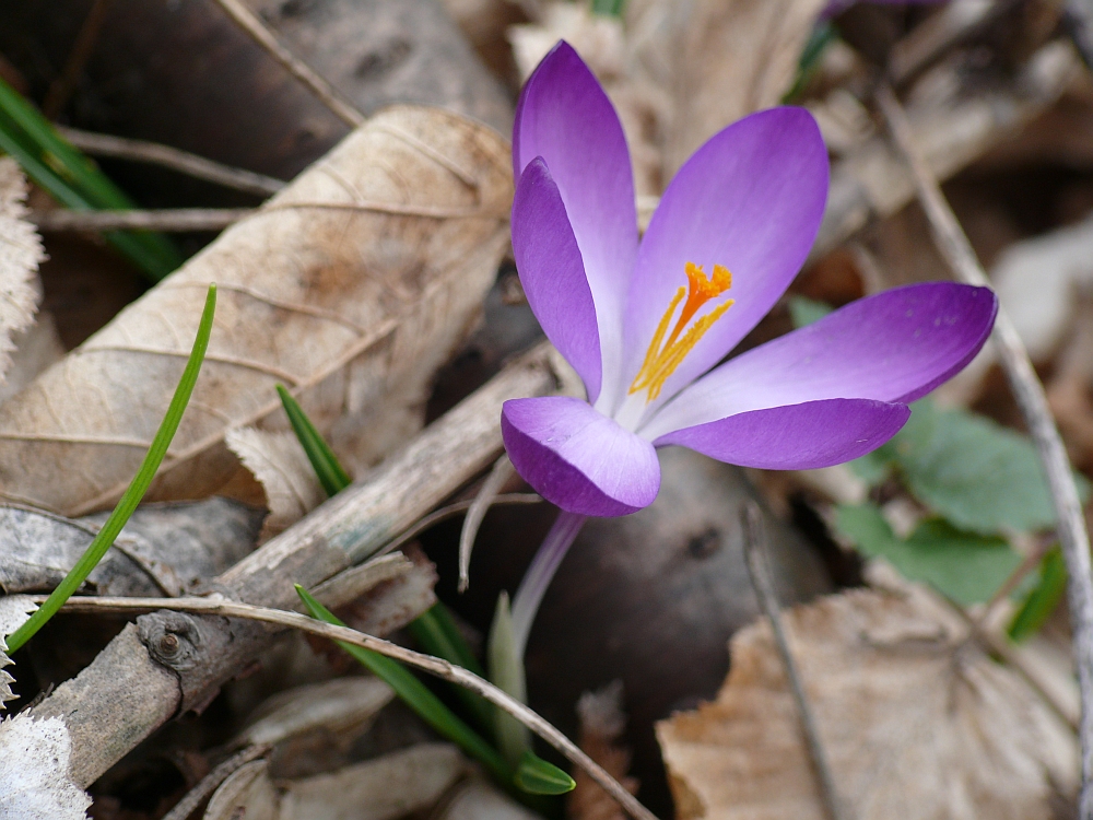 Frühling