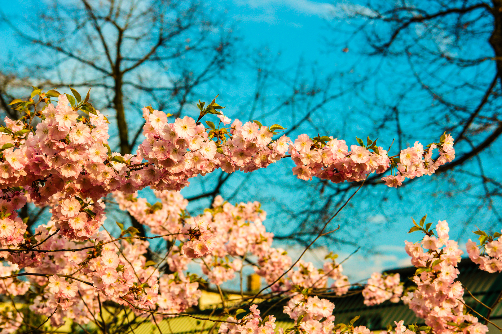 Frühling