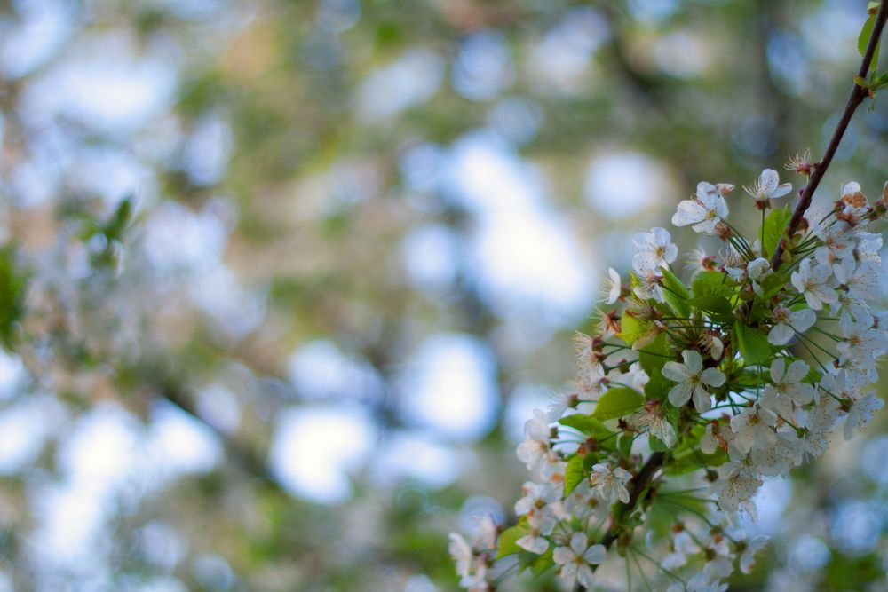 Frühling