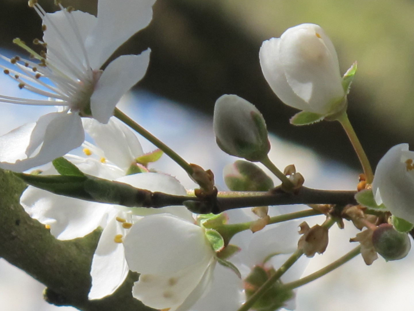 ...Frühling..?