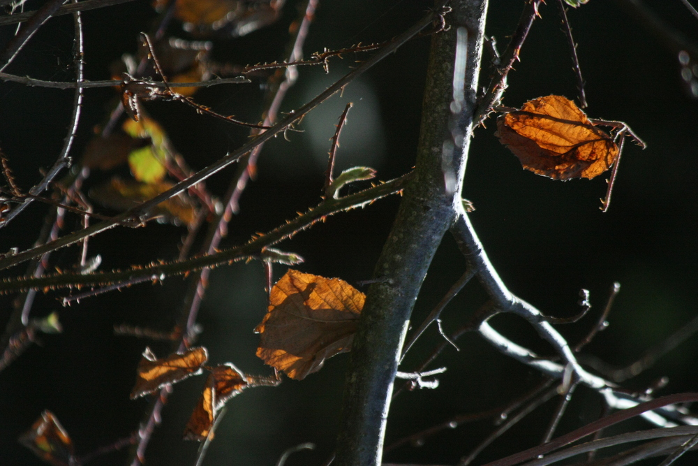 Frühling