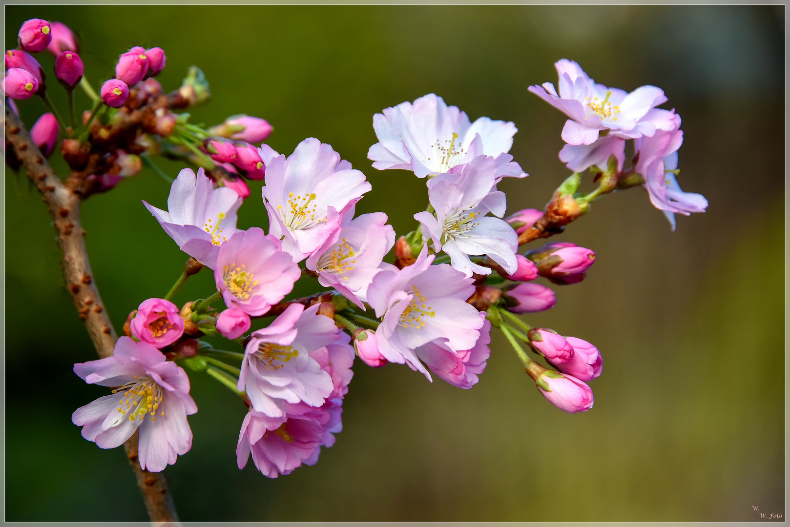 Frühling