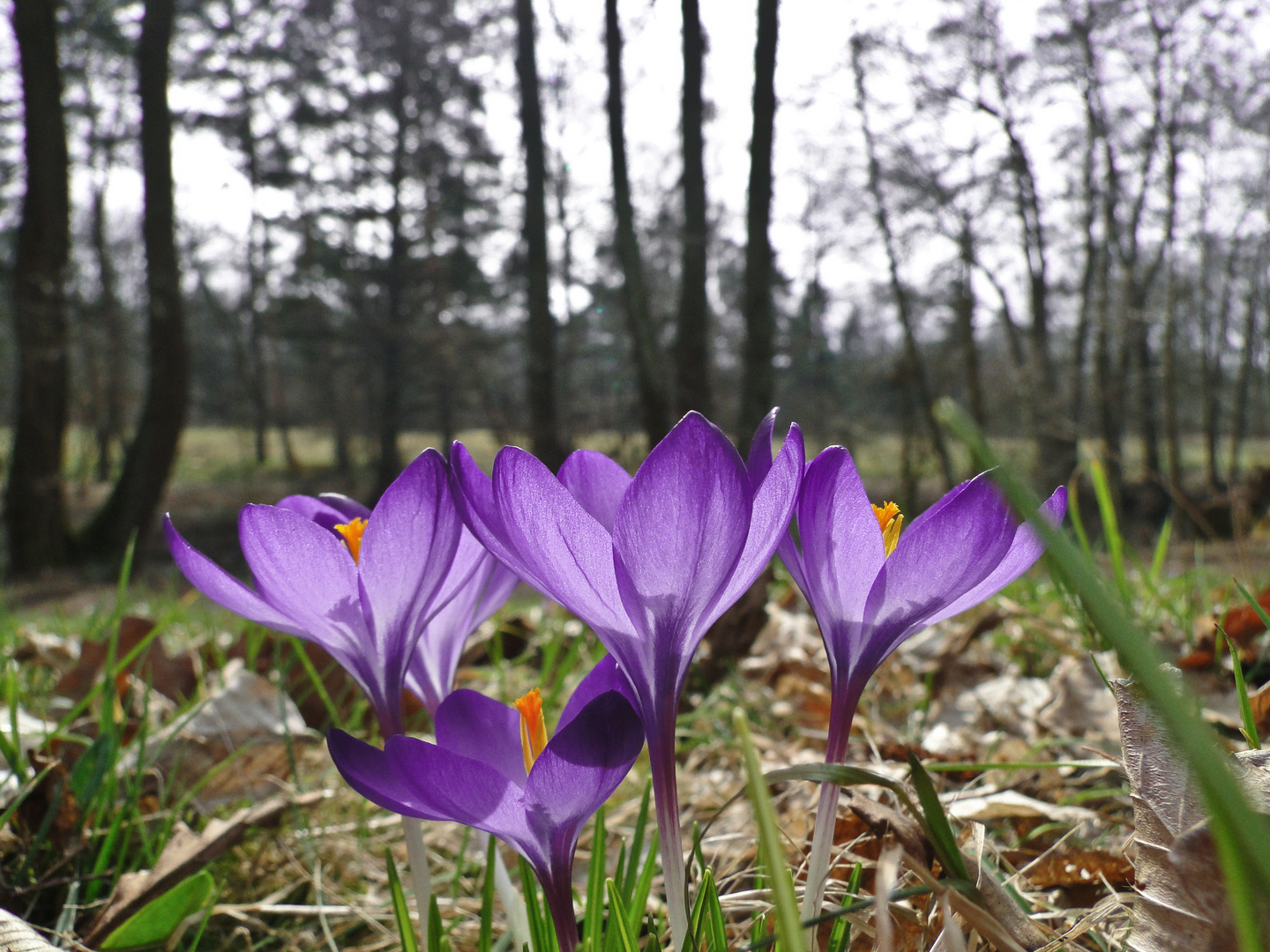 FRÜHLING :-)