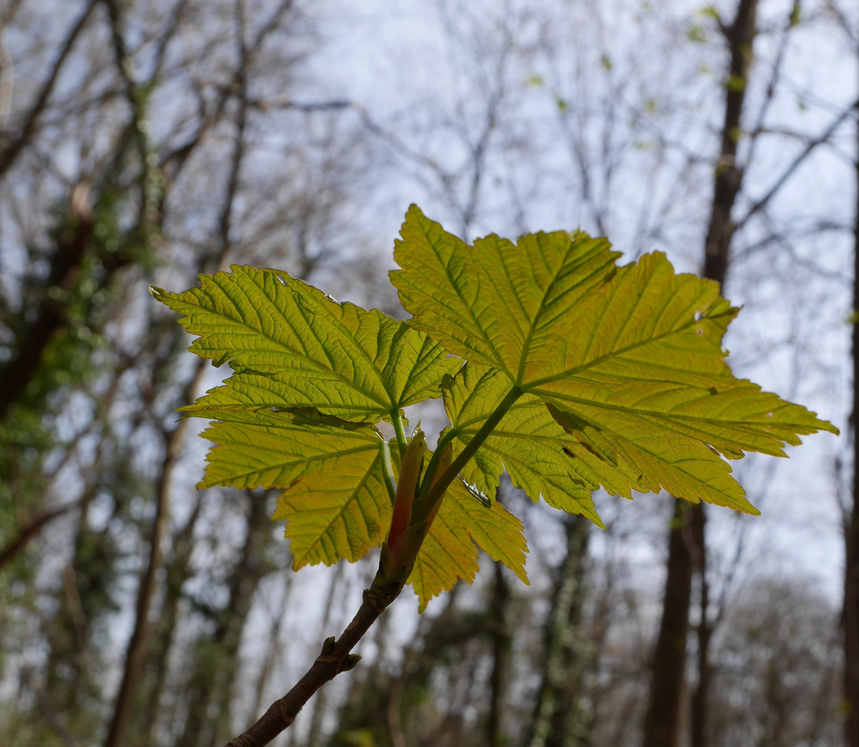 Frühling