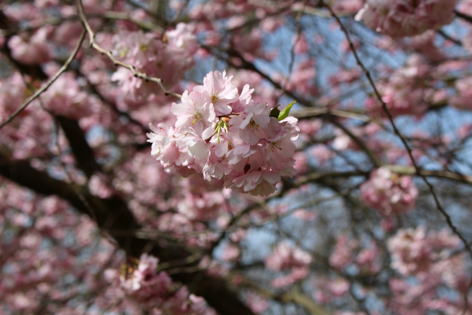 Frühling