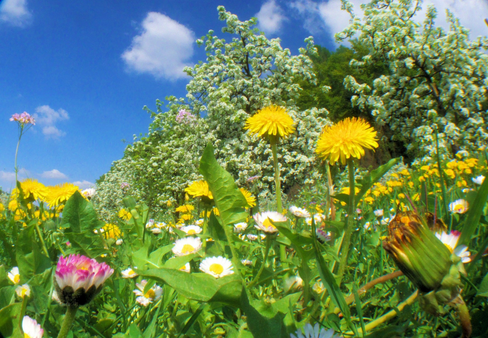 Frühling