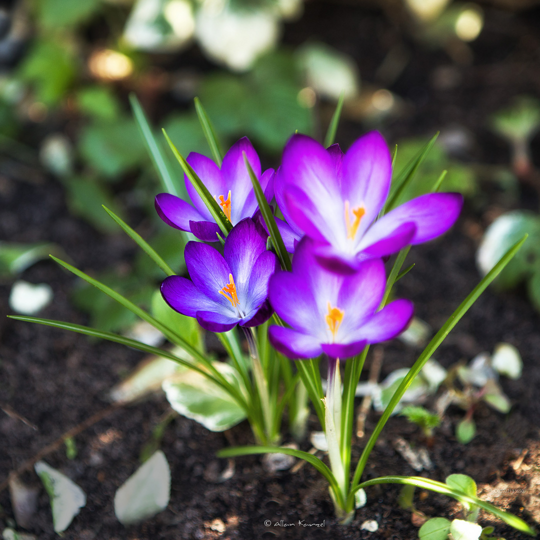 Frühling