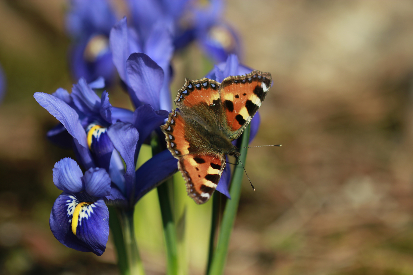 Frühling