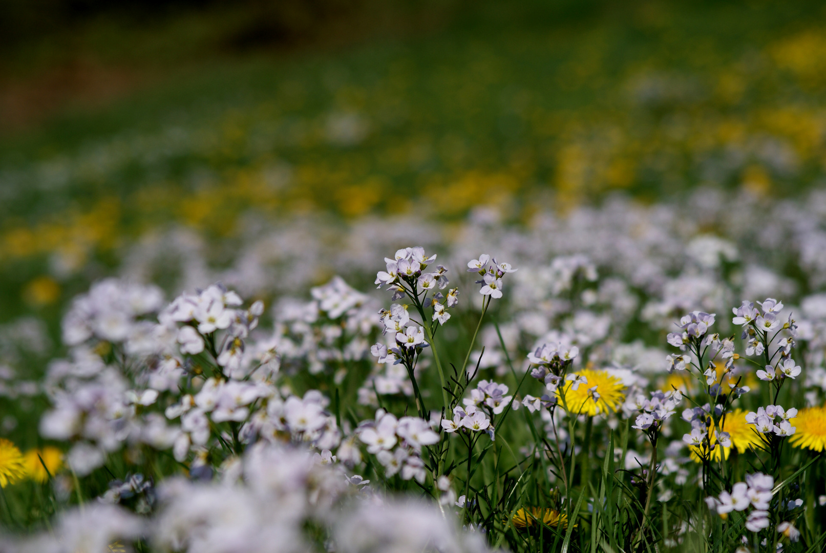 Frühling