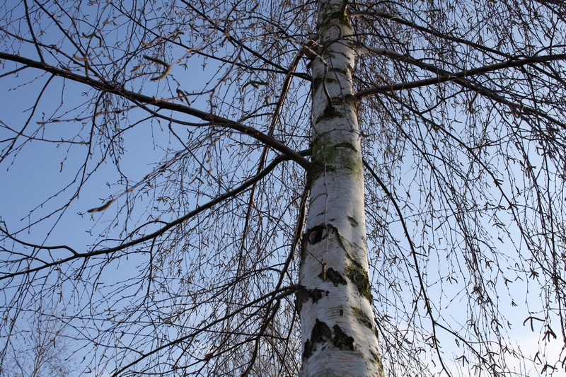 Frühling