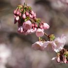 +++Frühling+++