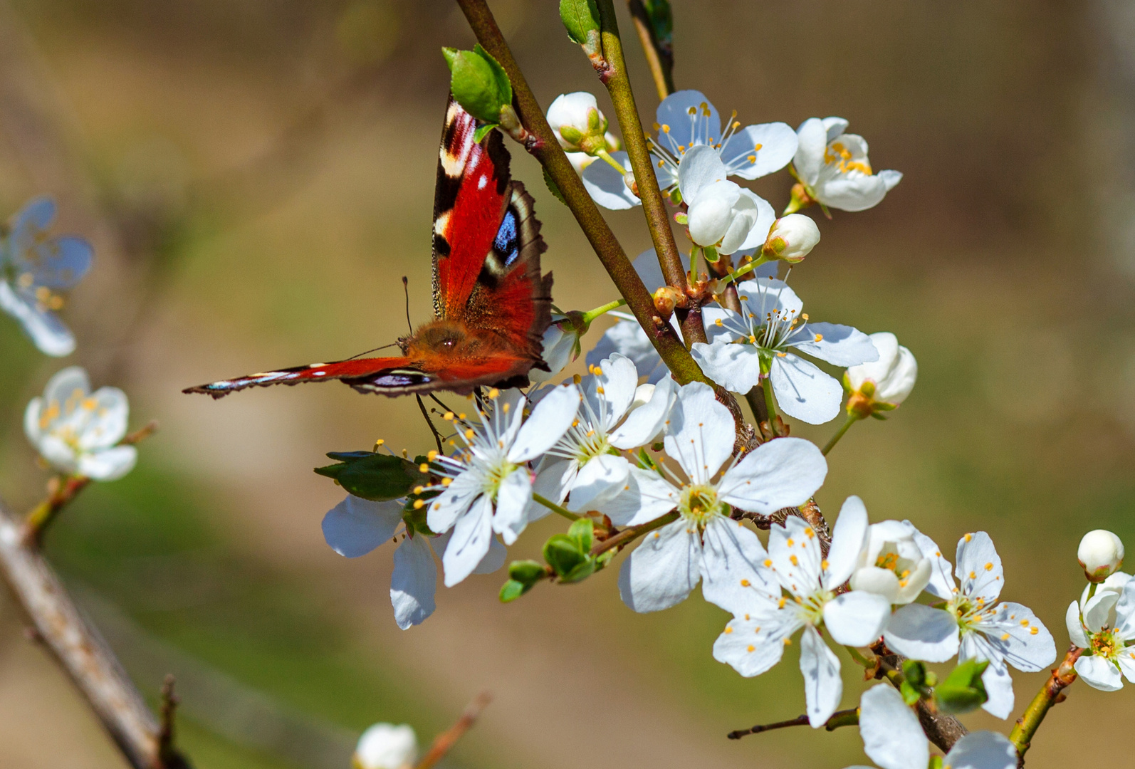 Frühling 