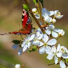 Frühling 