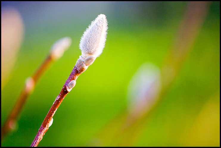 Frühling