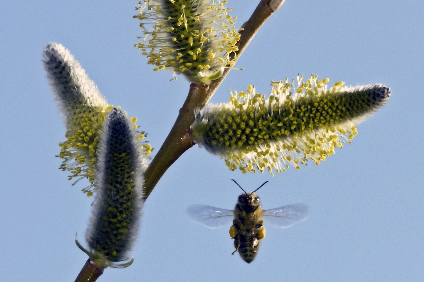 Frühling