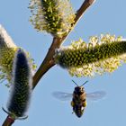 Frühling