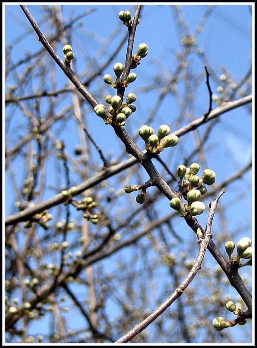 frühling