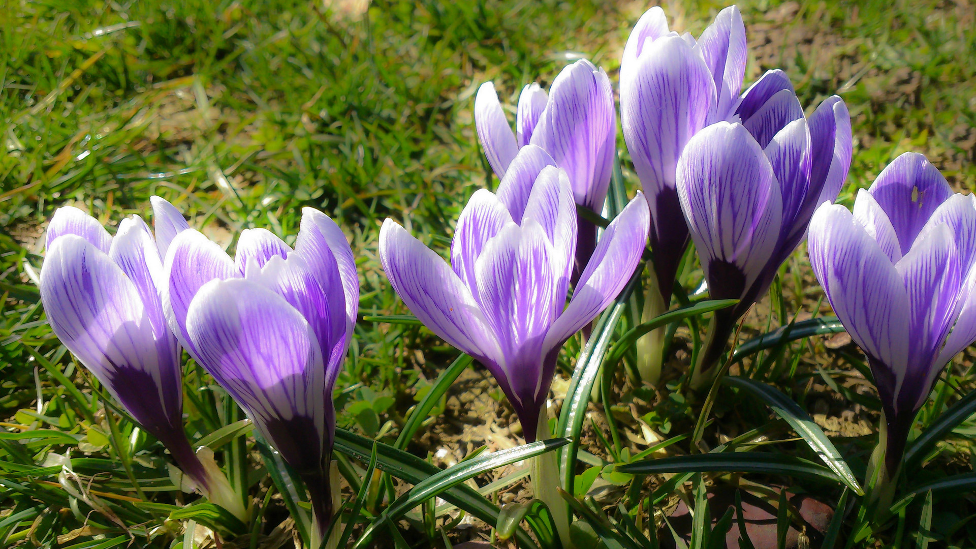 Frühling