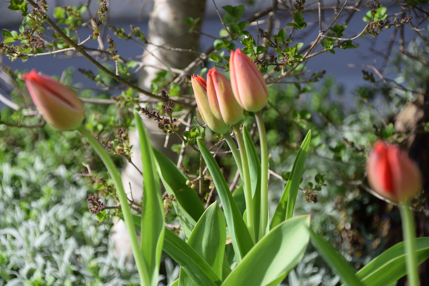 Frühling!