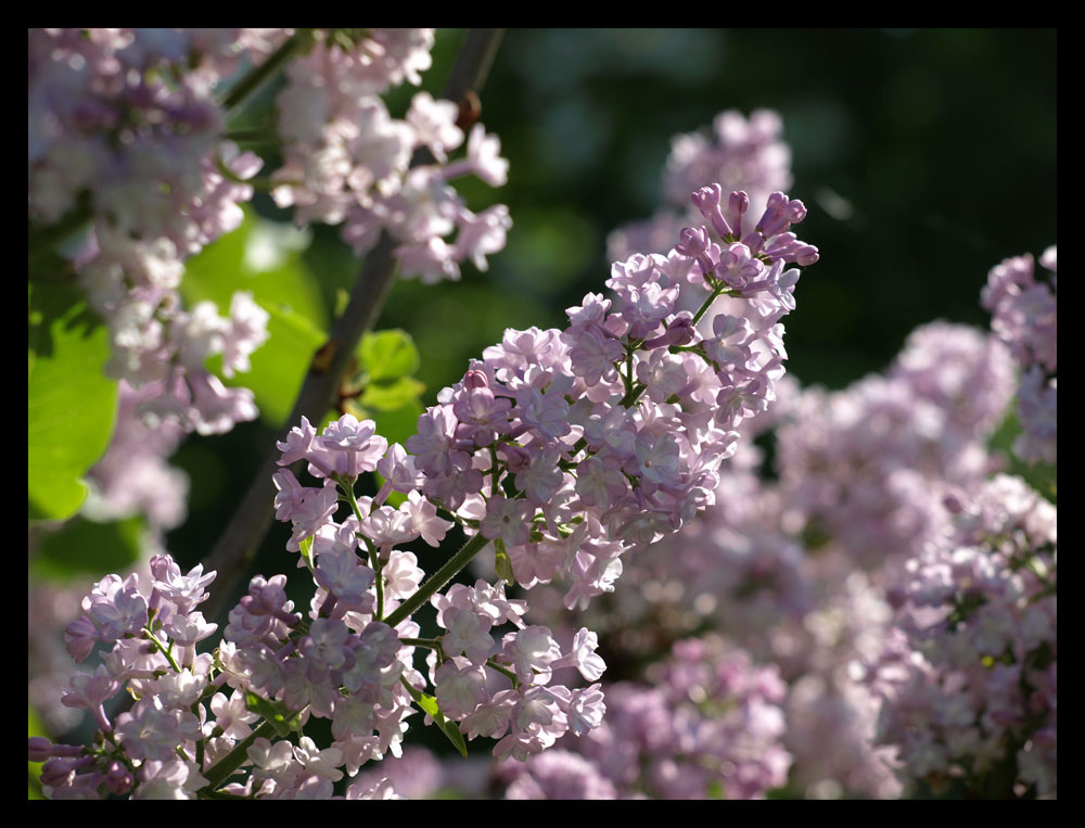 Frühling