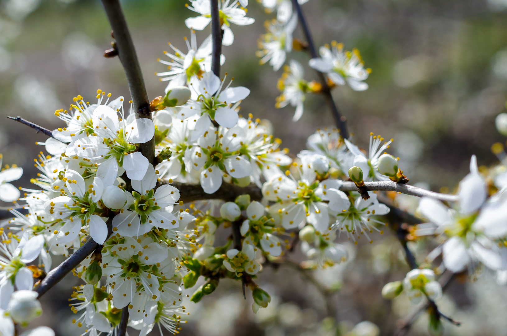 Frühling?